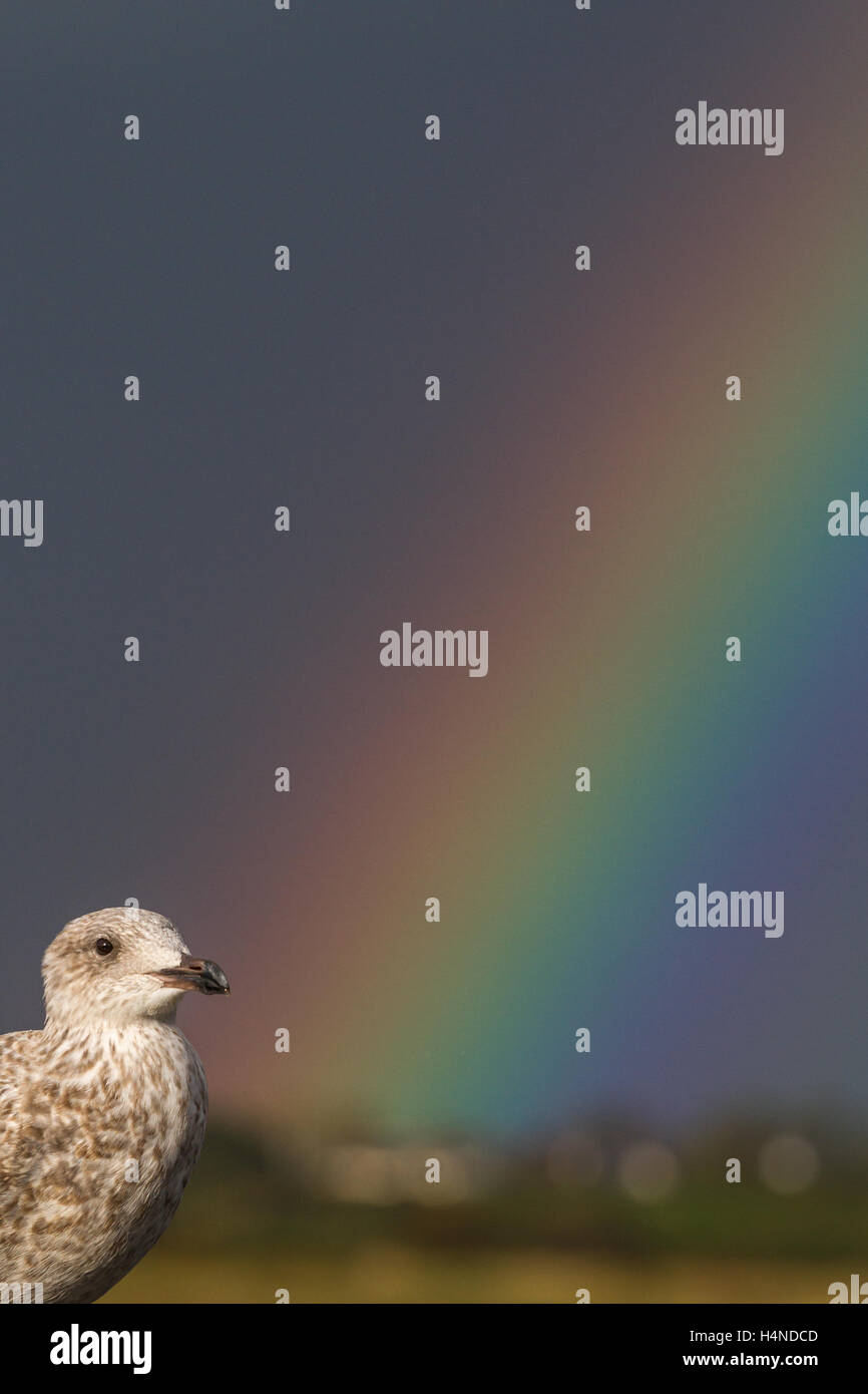 Ritratto di un giovane aringa gabbiano (Larus argentatus) con uno sfondo arcobaleno a Bogside Appartamenti SSSI, Irvine, Scozia Foto Stock