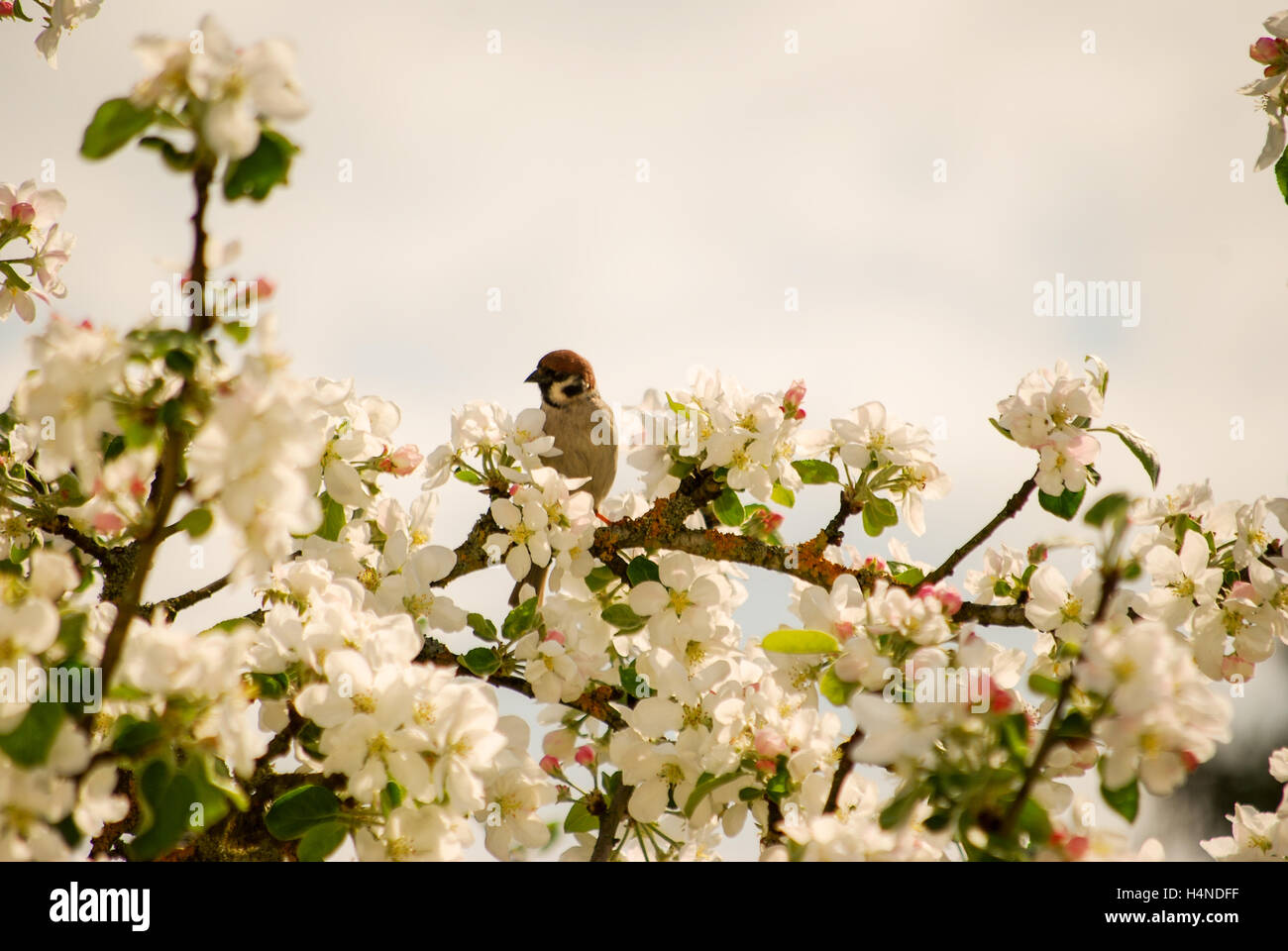 Sparrow seduto sulla parte superiore della struttura di Apple Foto Stock