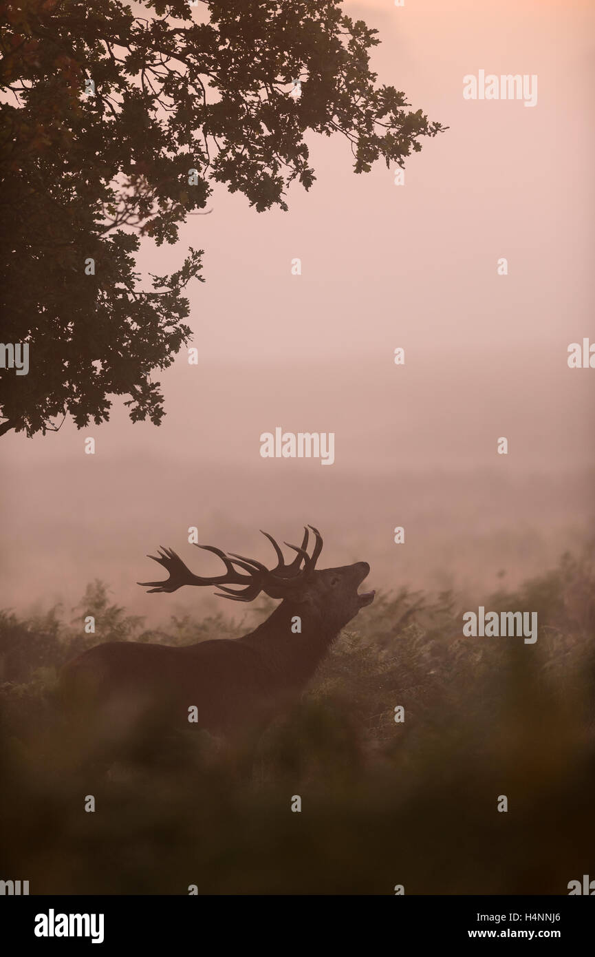 Red Deer stag chiamando all'inizio di foschia mattutina di sunrise, Richmond Park, London, Regno Unito. Foto Stock