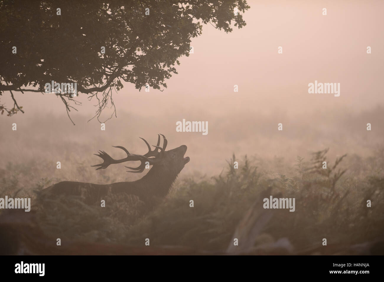 Red Deer stag chiamando all'inizio di foschia mattutina di sunrise, Richmond Park, London, Regno Unito. Foto Stock
