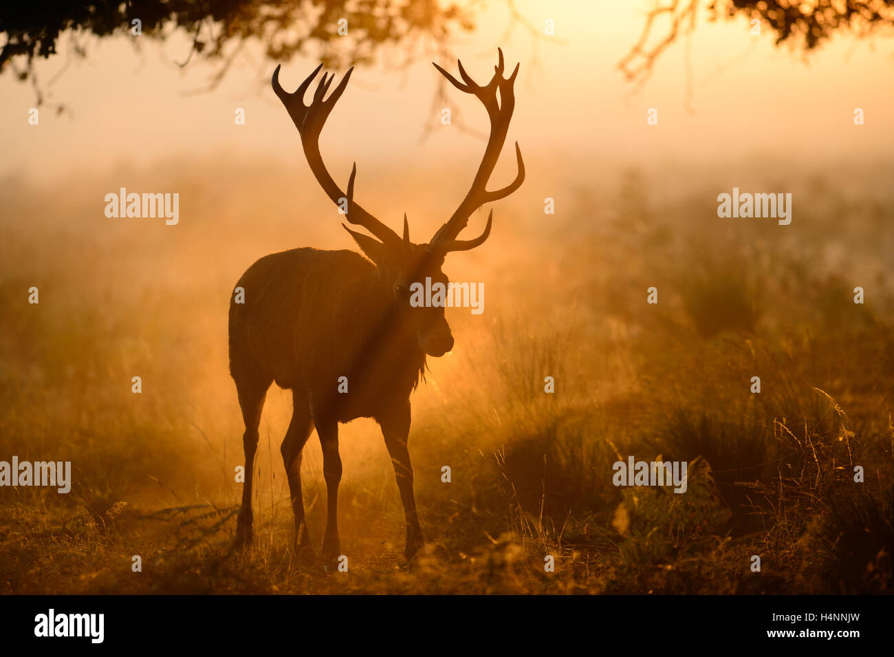Red Deer stag camminare alla luce del sole in una nebbiosa mattina. Il suo corna formano un ombra nella nebbia davanti alla sua testa. Il Parco di Richmond, Regno Unito. Foto Stock