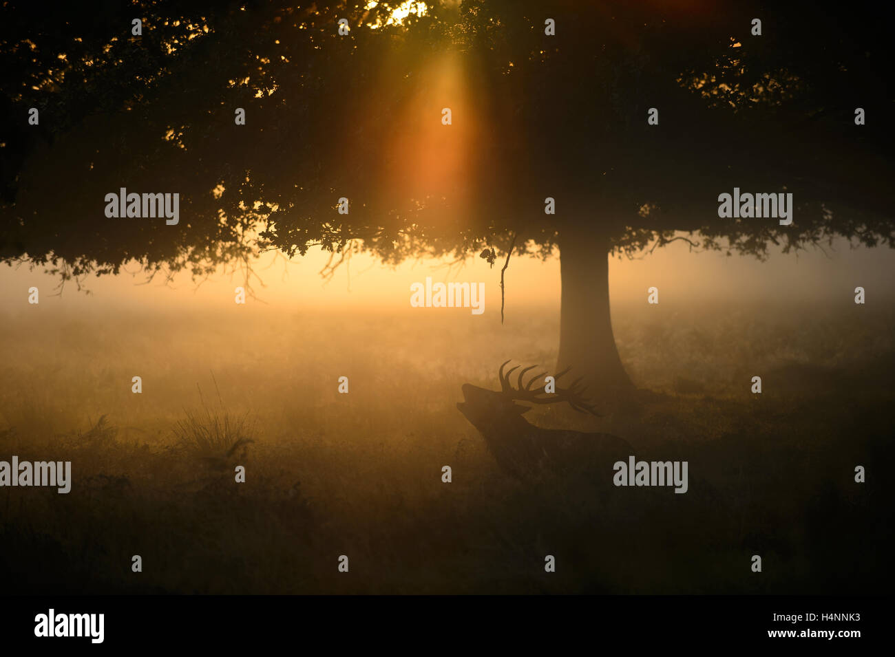 Red Deer stag chiamando all'inizio di foschia mattutina di sunrise, sotto un albero e raggi di luce, Richmond Park, London, Regno Unito. Foto Stock