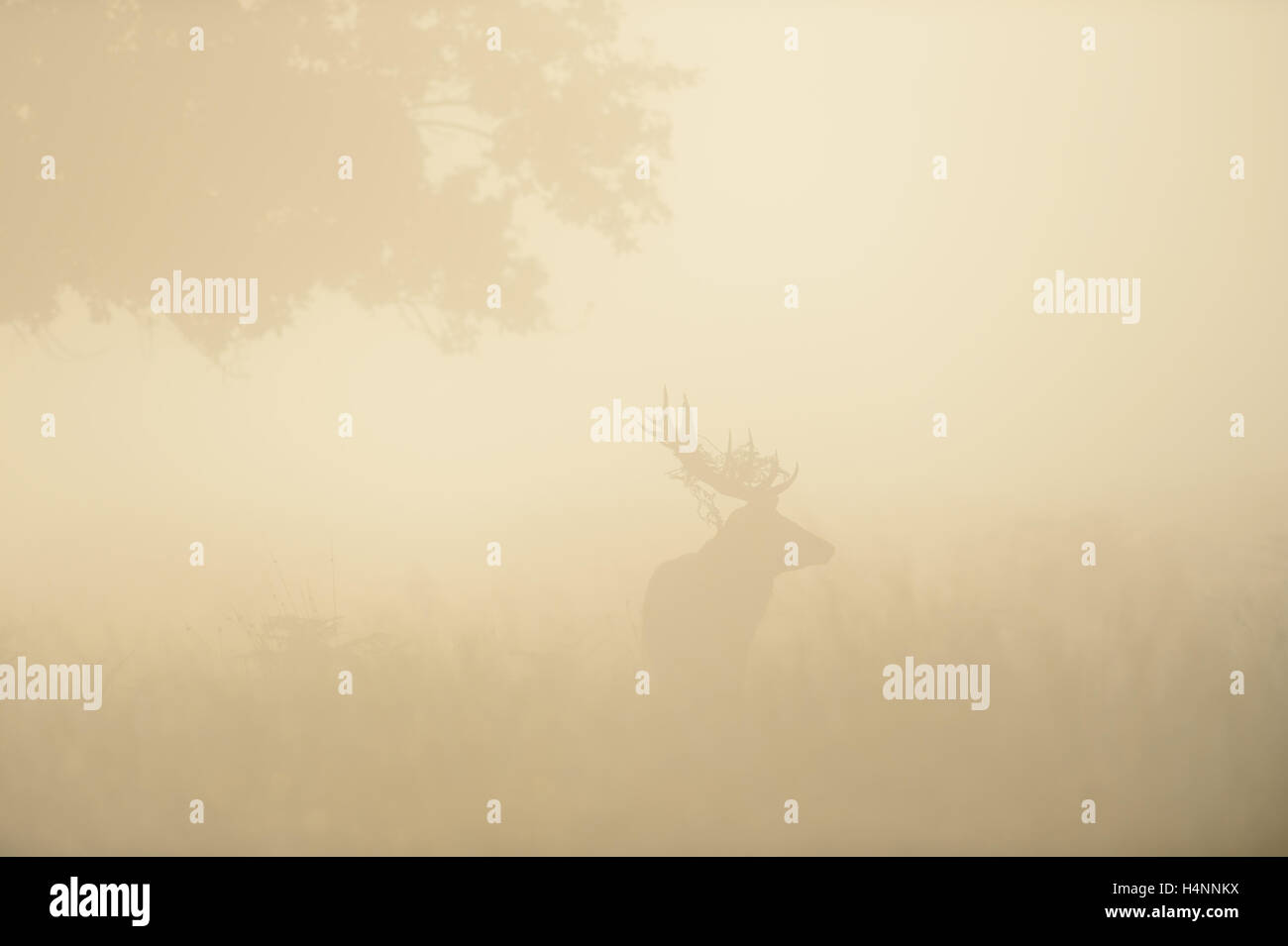 Vaga silhouette di un cervo rosso cervo nella nebbia rossastra, retroilluminati da sunrise. Richmond Park, London, Regno Unito. Foto Stock