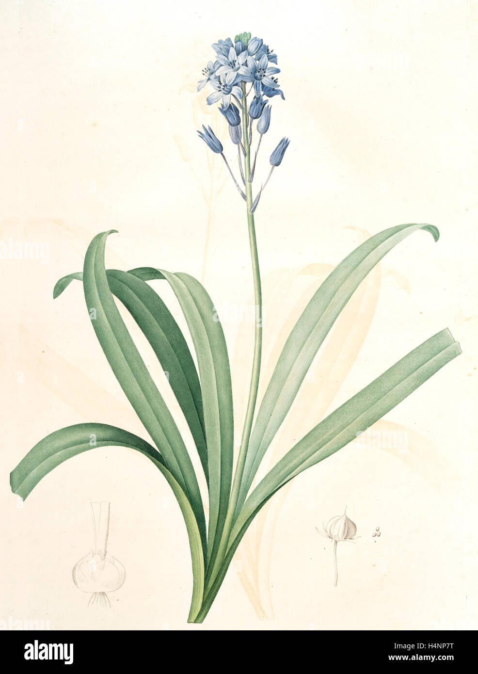Scilla campanulata, scille à fleurs en cloche, Bluebell, Redouté, Pierre Joseph, 1759-1840, les liliacees, 1802 - 1816 Foto Stock