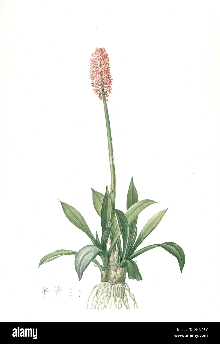 Helonias bullata, Helonias rosa; rosa di palude, Spear-lasciava Helonias., Redouté, Pierre Joseph, 1759-1840, les liliacees Foto Stock