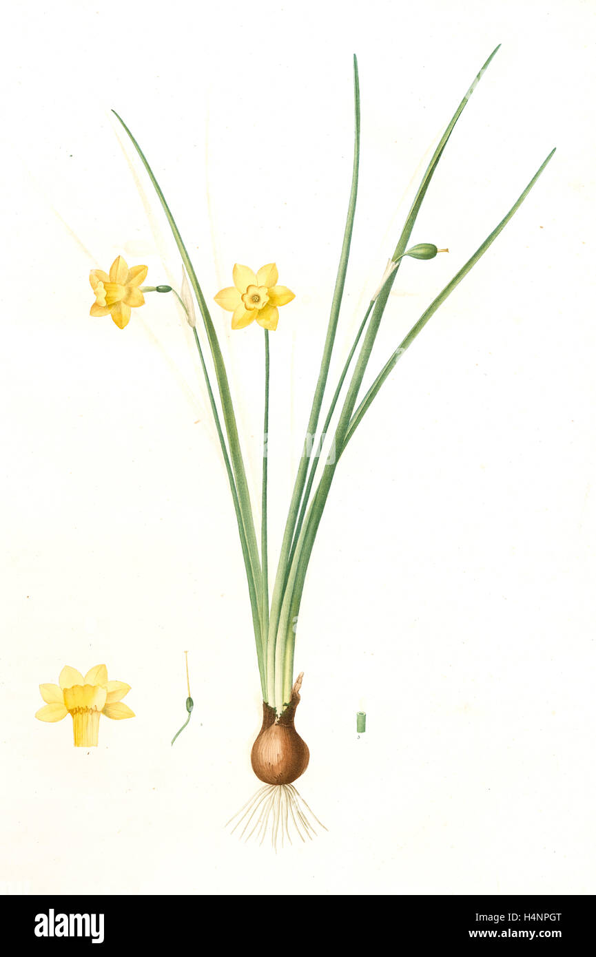 Narcissus laetus, Narcisse joyeux, Redouté, Pierre Joseph, 1759-1840, les liliacees, 1802 - 1816 Foto Stock