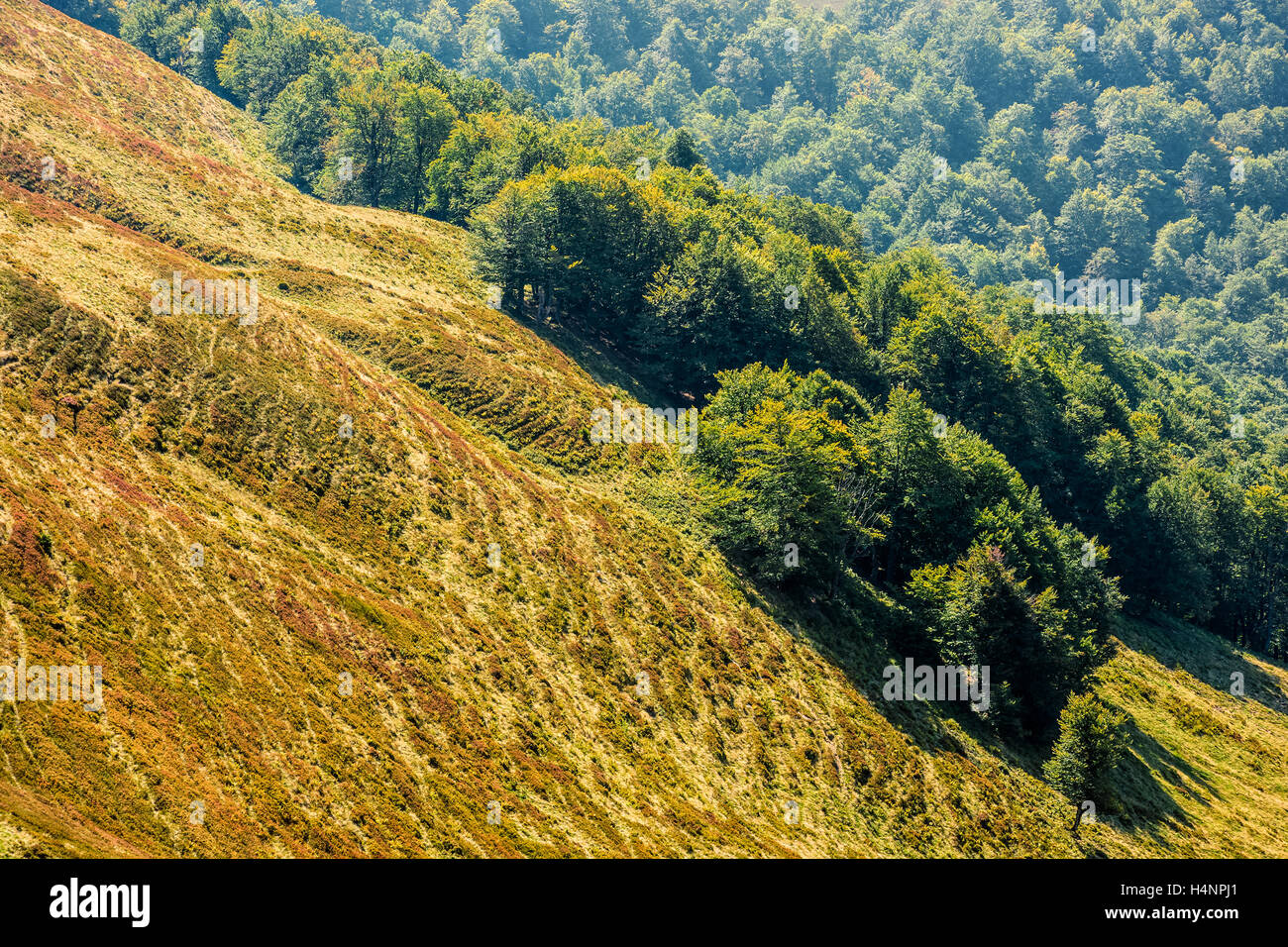 Foresta intorno al prato su un ripido pendio di montagna Foto Stock