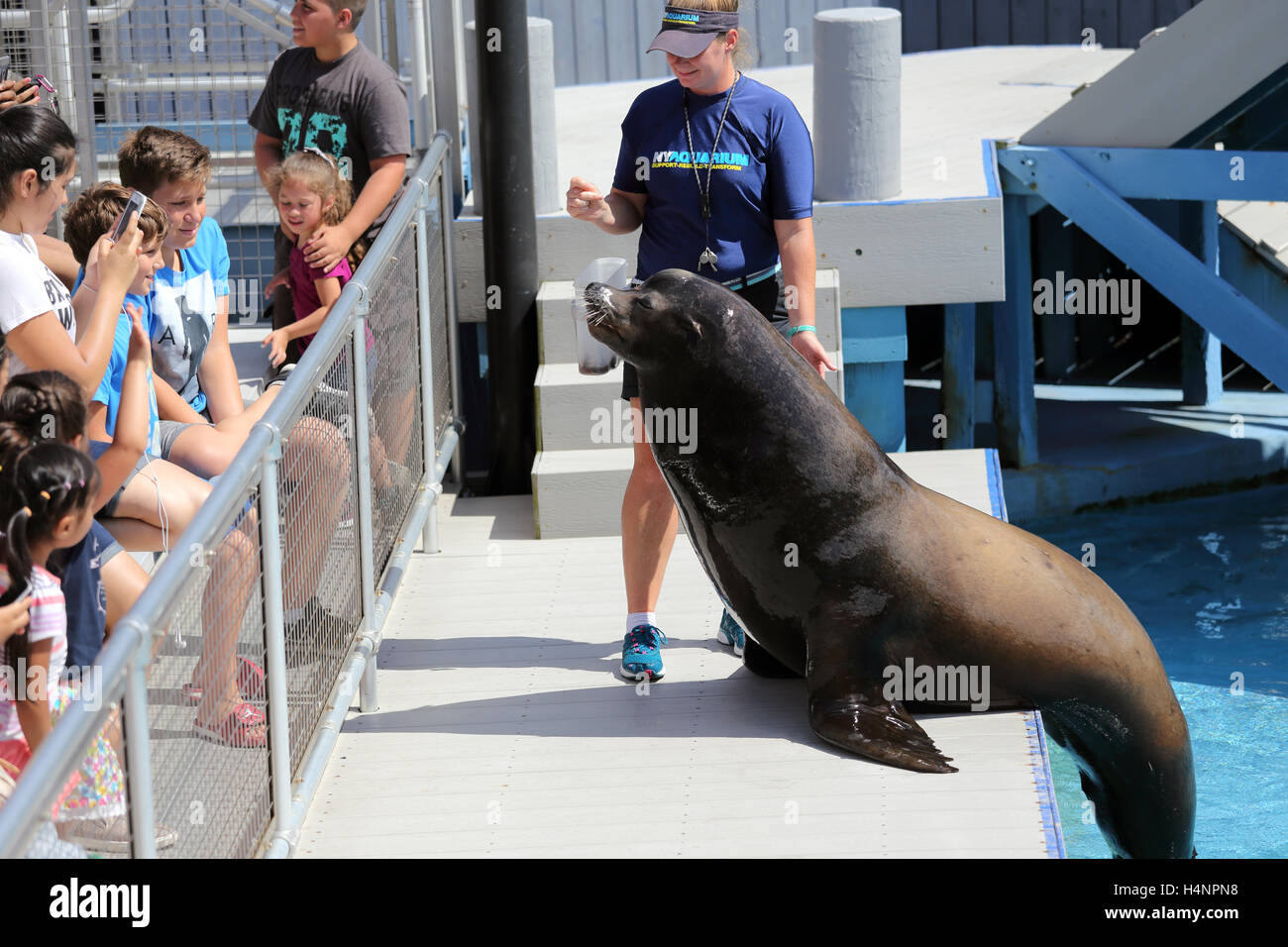Sea Lion mostra a NY Aquarium Coney island Brooklyn New York Foto Stock
