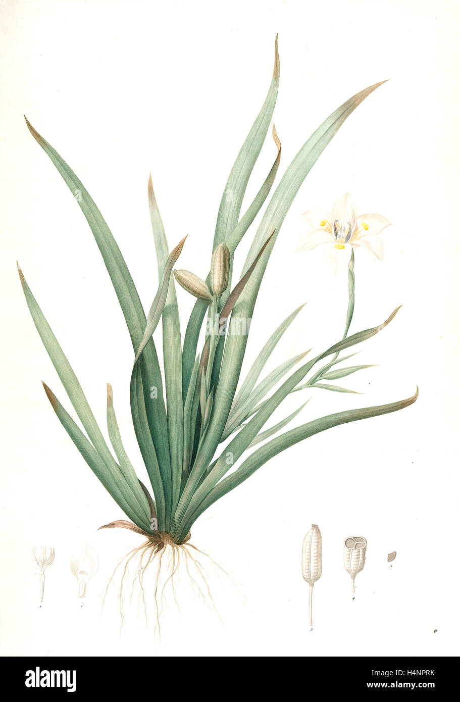 Moraea iridioides, Morée faux-iris; Iris africani, Redouté, Pierre Joseph, 1759-1840, les liliacees, 1802 - 1816 Foto Stock