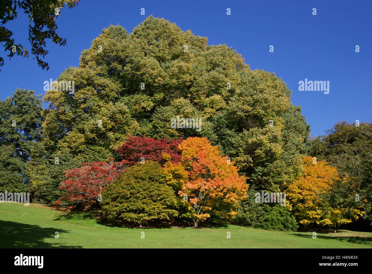 Batsford Arboretum colori autunnali. Foto Stock