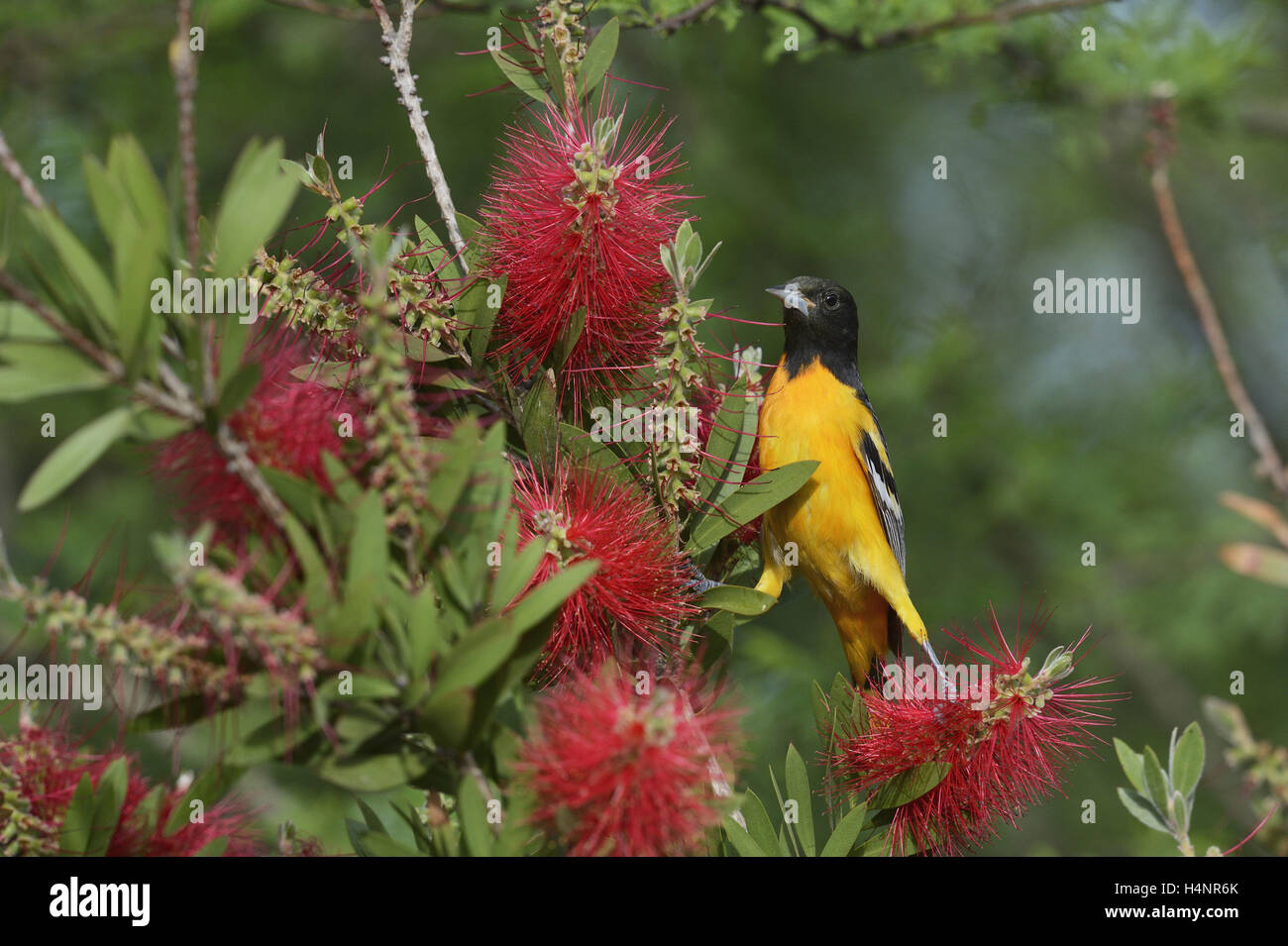 Baltimore Rigogolo (Icterus galbula), maschio adulto alimentazione su blooming Lemon scovolino da bottiglia, crimson scovolino da bottiglia , Texas Foto Stock