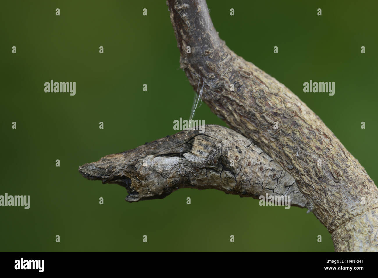 A coda di rondine gigante (Papilio cresphontes), crisalide, rotto il ramo mimica, Hill Country, Texas, Stati Uniti d'America Foto Stock