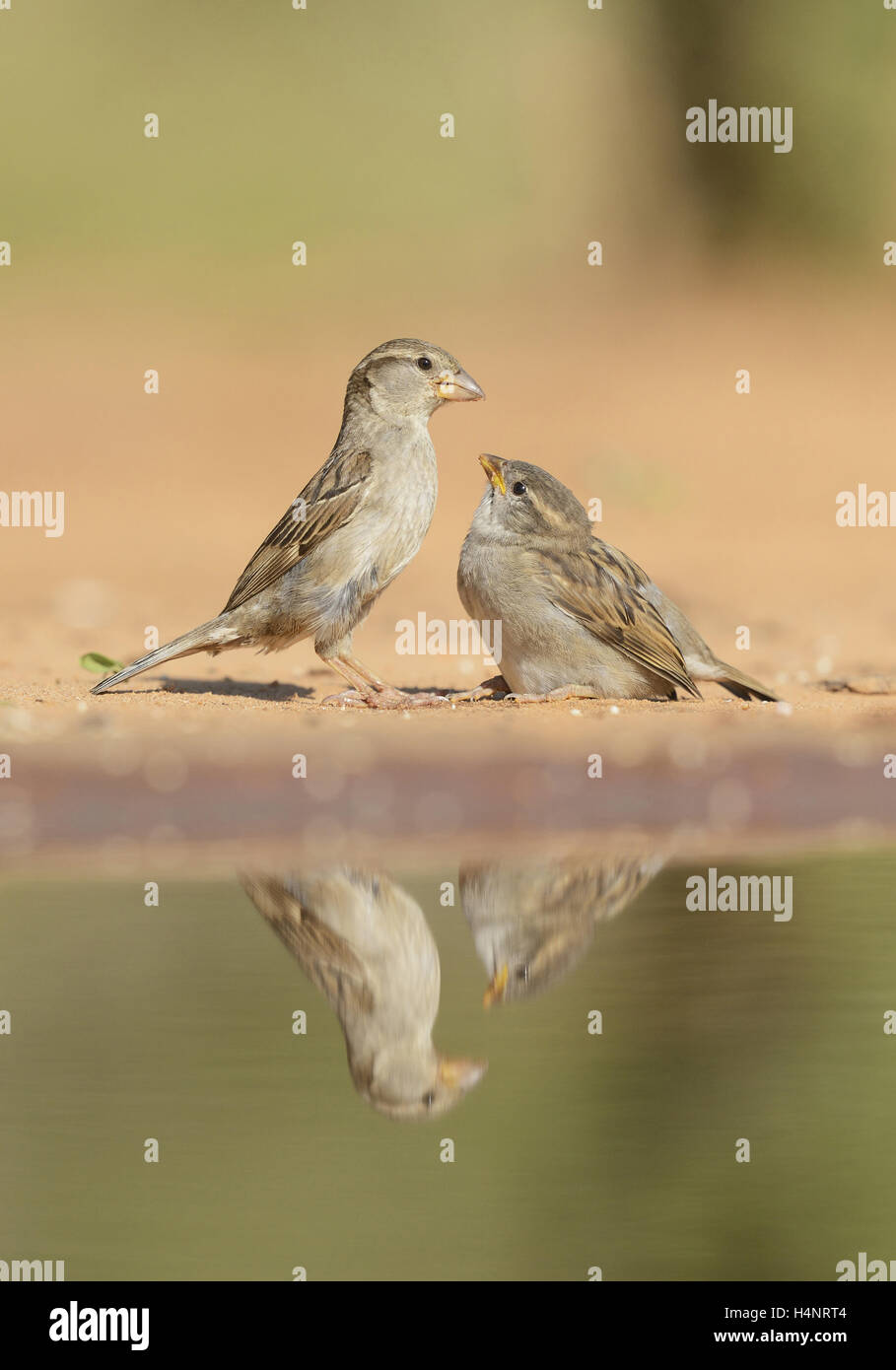 Casa Passero (Passer domesticus), femmina alimentazione dei giovani, Rio Grande Valley, il Texas del Sud, Texas, Stati Uniti d'America Foto Stock