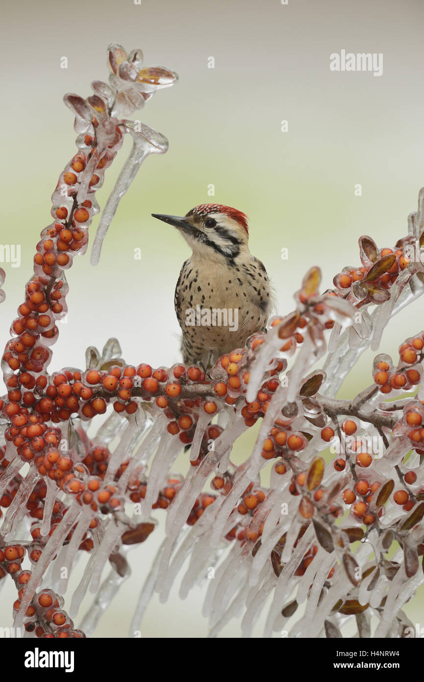 Scala-backed Woodpecker (Picoides scalaris), maschio adulto prched sul ramo ghiacciato di Yaupon Holly con frutti di bosco, Texas Foto Stock