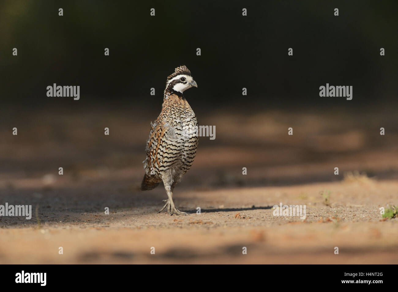 Northern Bobwhite (Colinus virginianus), maschio, Rio Grande Valley, il Texas del Sud, Texas, Stati Uniti d'America Foto Stock