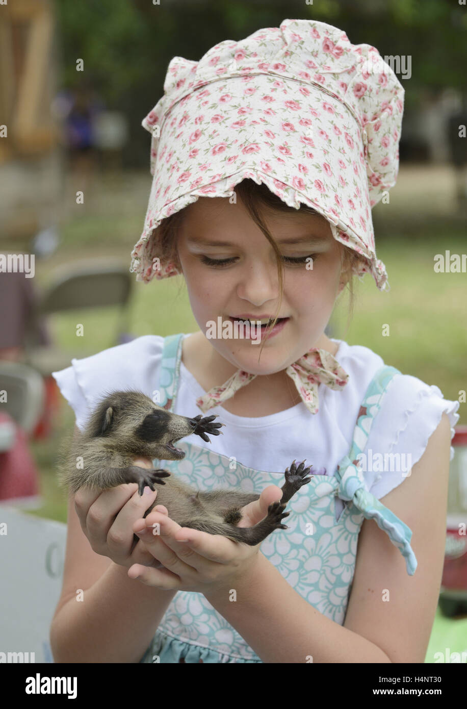 Procione settentrionale (Procione lotor), ragazza giovane azienda baby raccoon, Texas, Stati Uniti d'America Foto Stock