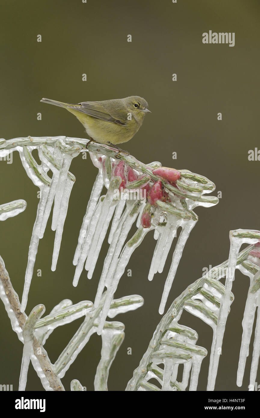 Arancio-incoronato trillo (Vermivora celata), Adulto appollaiato sul ramo ghiacciato di Natale (cholla Cylindropuntia leptocaulis), Texas Foto Stock