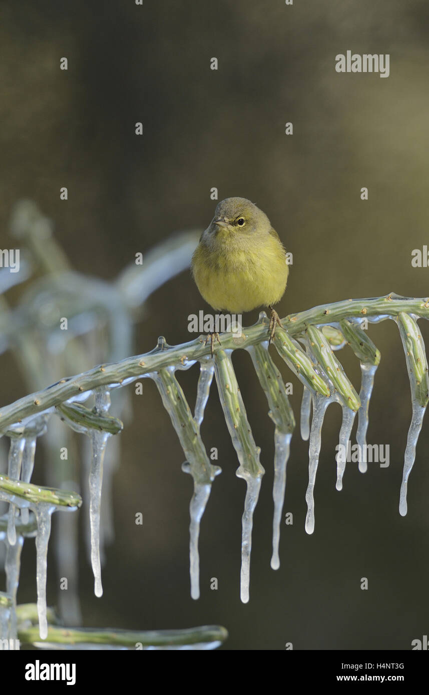 Arancio-incoronato trillo (Vermivora celata), Adulto appollaiato sul ramo ghiacciato di Natale (cholla Cylindropuntia leptocaulis), Texas Foto Stock