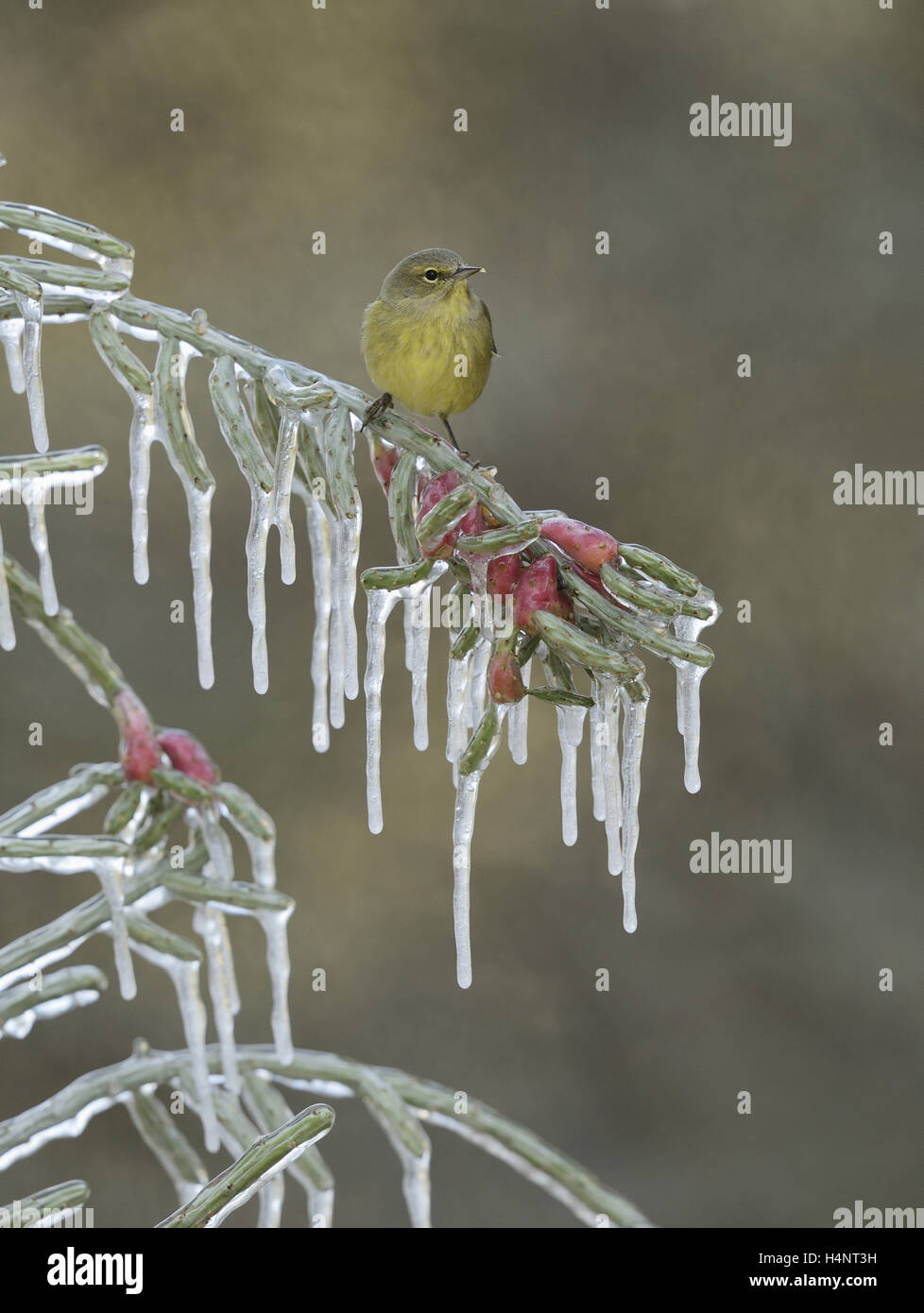 Arancio-incoronato trillo (Vermivora celata), Adulto appollaiato sul ramo ghiacciato di Natale (cholla Cylindropuntia leptocaulis), Texas Foto Stock