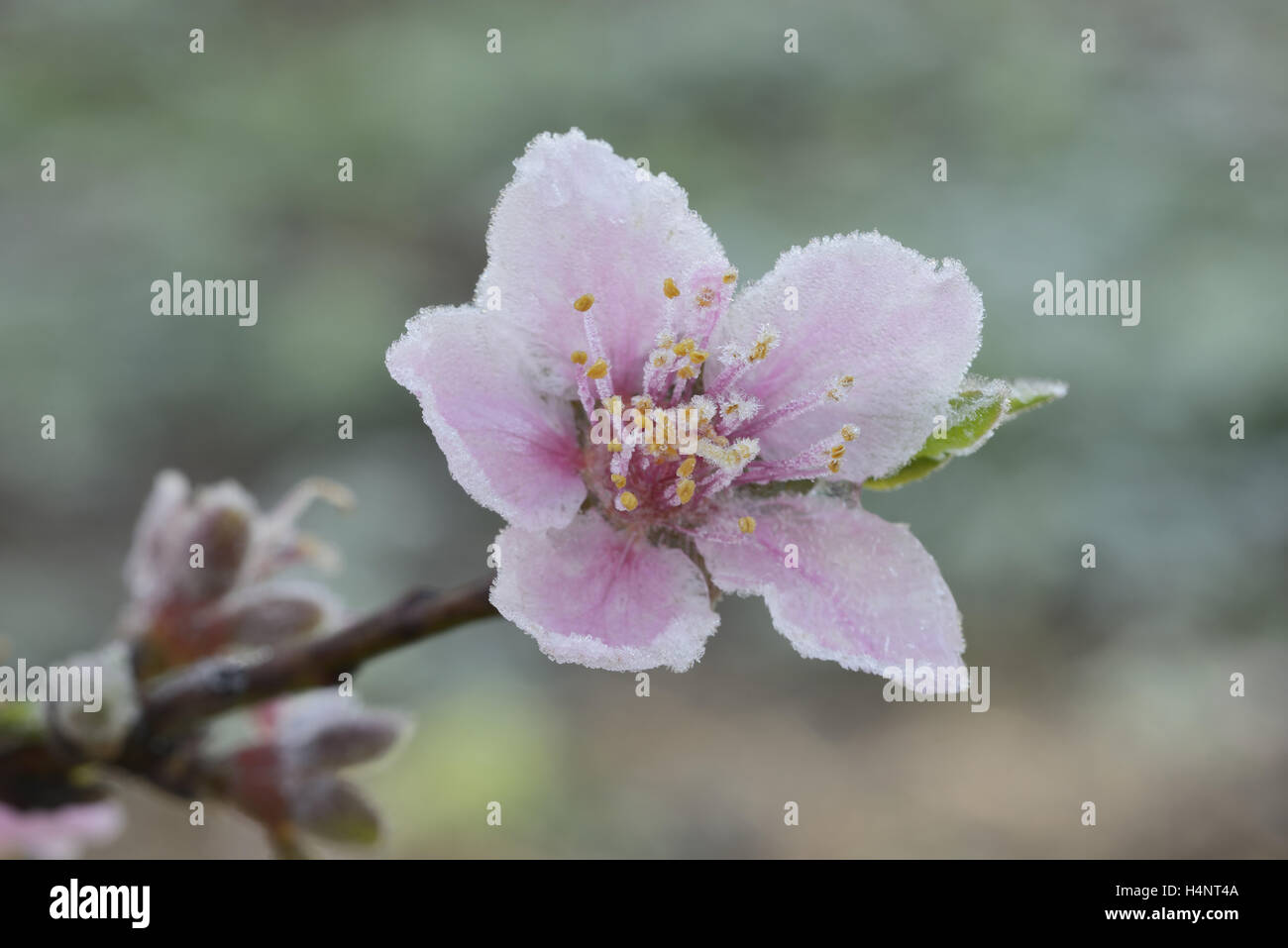Peach Tree (Prunus persica), coperto di brina blossom, Texas, Stati Uniti d'America Foto Stock