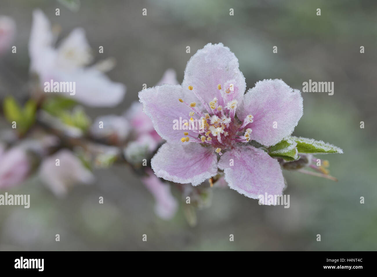 Peach Tree (Prunus persica), coperto di brina blossom, Texas, Stati Uniti d'America Foto Stock