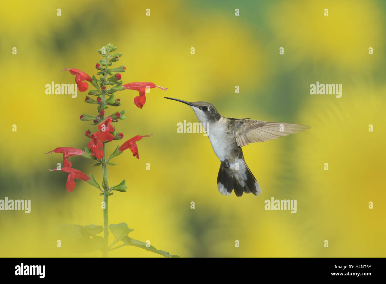 Ruby-throated Hummingbird (archilochus colubris), femmina in volo su alimentazione Tropical salvia (Salvia coccinea) fiore, Texas Foto Stock