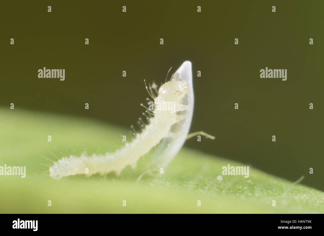 Assonnato arancione (Eurema nicippe), appena tratteggiato mangiare caterpillar caso di uovo, Texas, Stati Uniti d'America Foto Stock