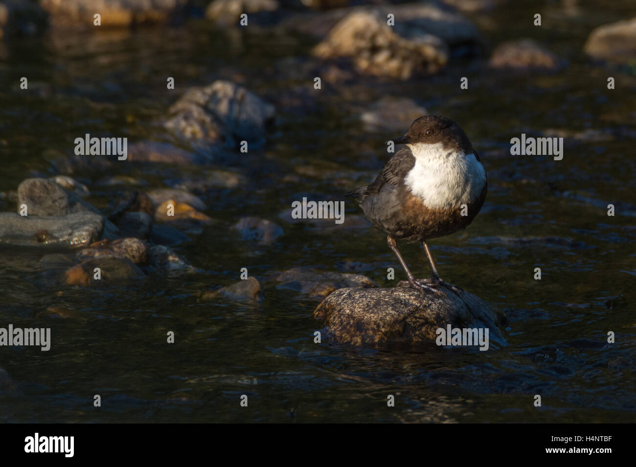 Bilanciere (Cinclus cinclus) arroccata su una roccia su un fiume stoney Foto Stock