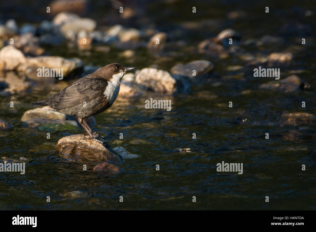 Bilanciere (Cinclus cinclus) arroccata su una roccia su un fiume stoney Foto Stock
