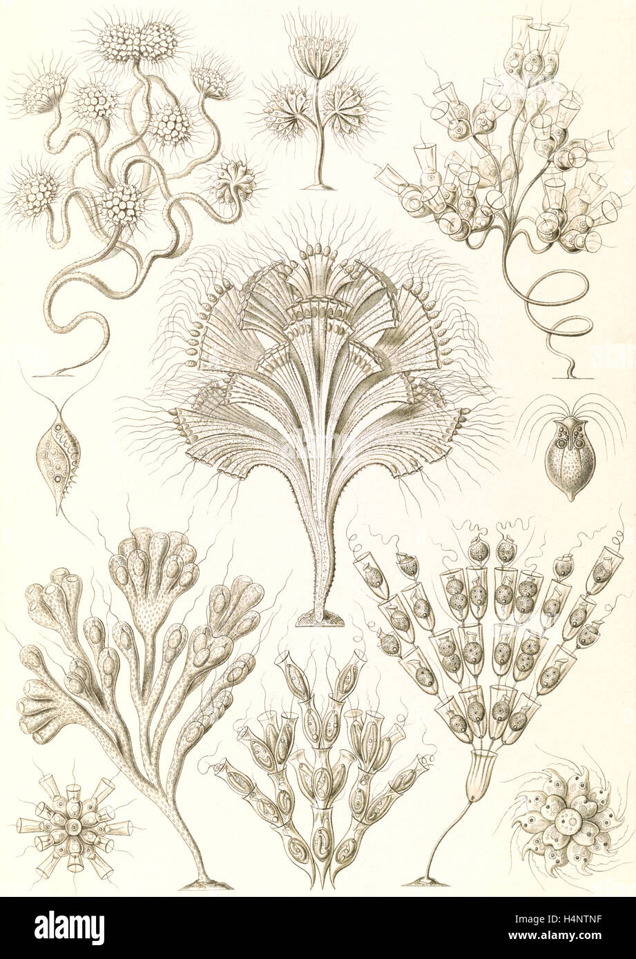 La figura mostra i microrganismi. Flagellata. - Geiklinge, 1 stampa : Litografia ; foglio 36 x 26 cm., 1904. Ernst Haeckel Foto Stock
