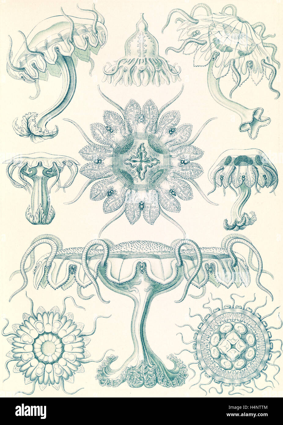 Illustrazione mostra meduse. Discomedusae. - Scheibenquallen, 1 stampa : Litografia a colori ; foglio 36 x 26 cm., 1904. Foto Stock