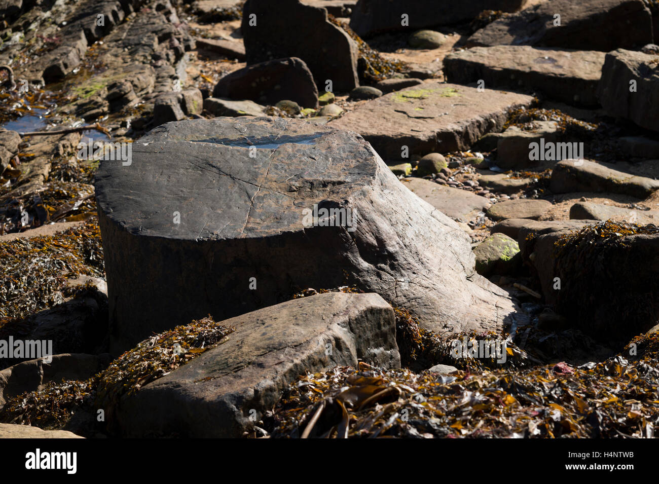 Fossilizzato moncone strada sulla spiaggia a Crail, Fife, Scozia. Foto Stock
