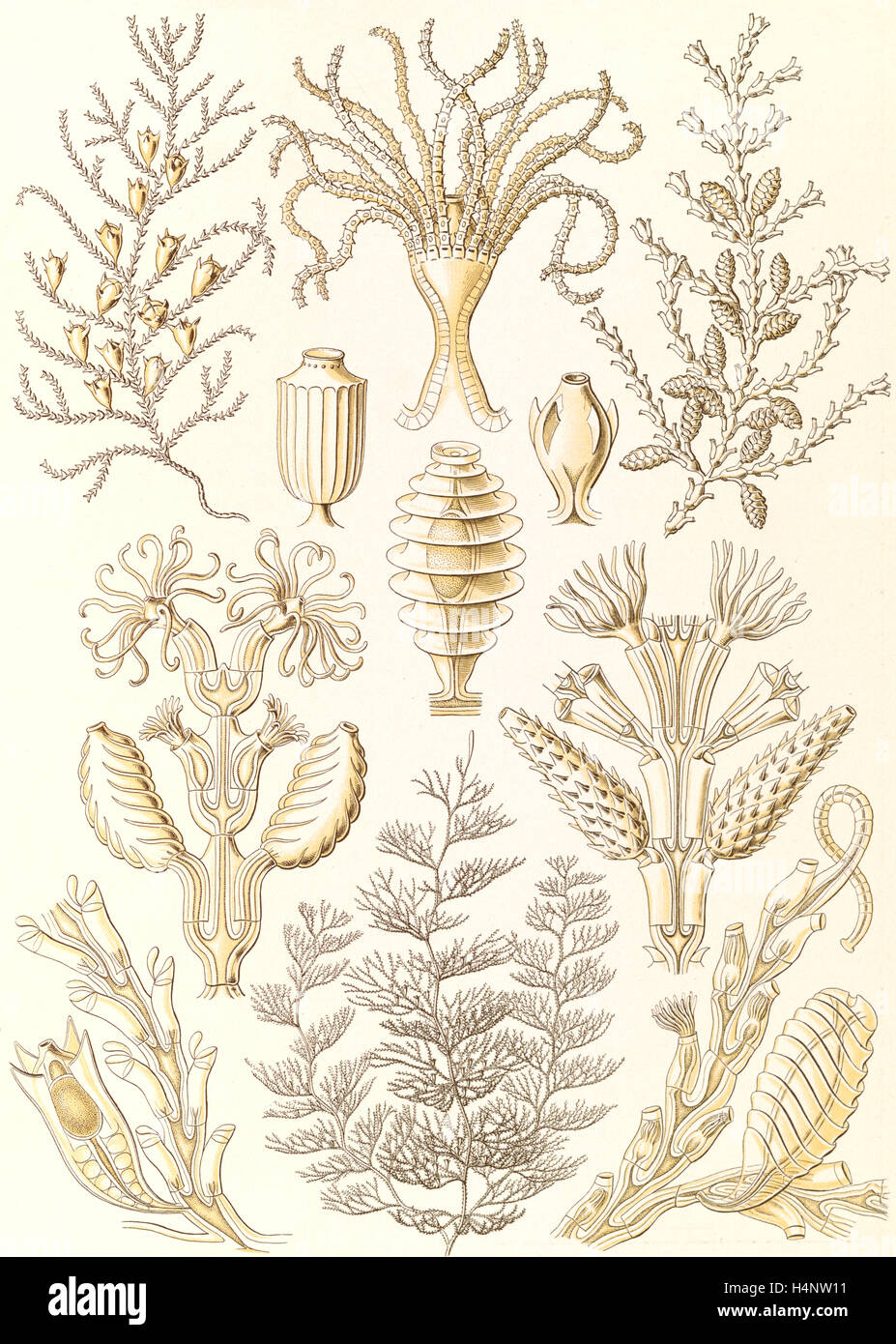 La figura mostra gli animali marini. Sertulariae. - Reihenpolnpen, 1 stampa : Litografia a colori ; foglio 36 x 26 cm., 1904 Foto Stock