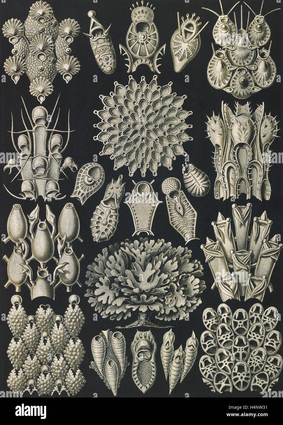 La figura mostra gli invertebrati acquatici. Briozoi. - Woostiere, 1 stampa : photomechanical ; foglio 36 x 26 cm., 1904. Foto Stock