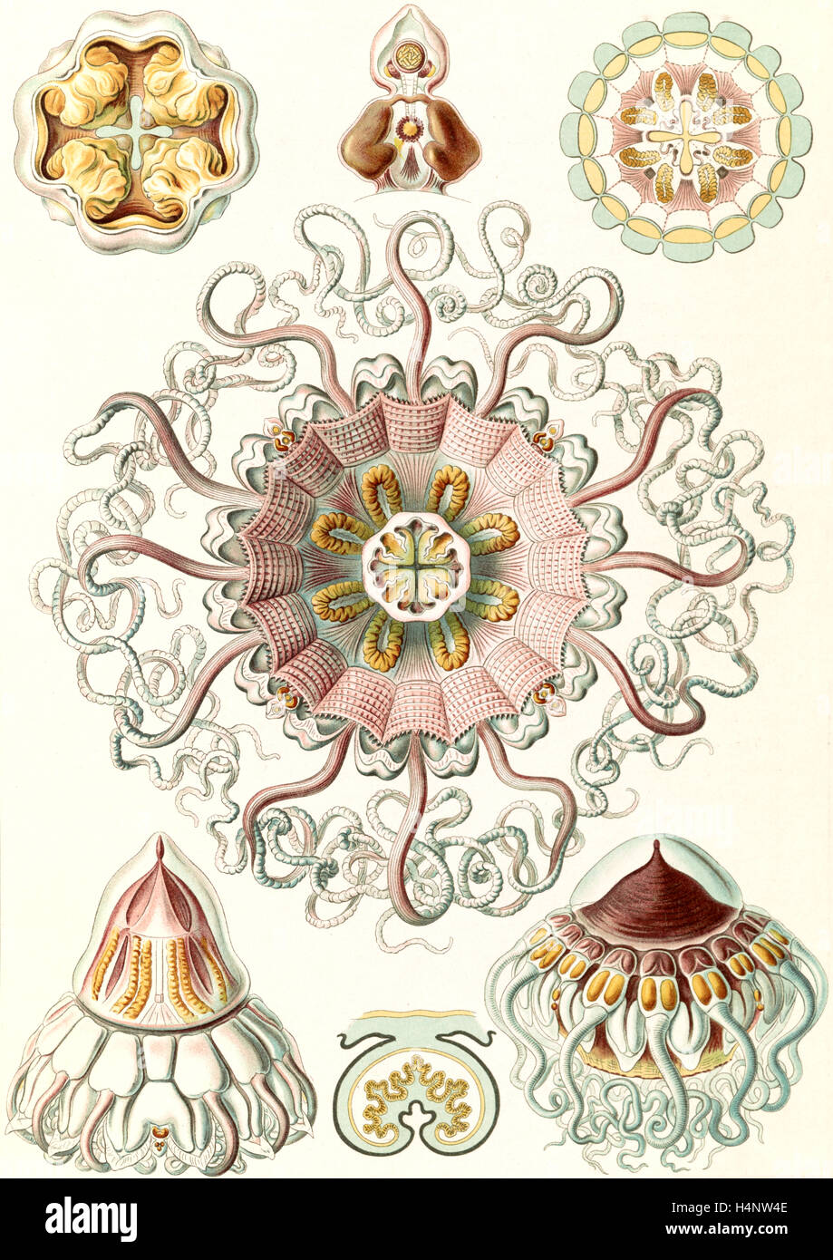 Illustrazione mostra meduse nel phylum Cnidaria. Peromedusae. - Talchenquallen, 1 stampa : Litografia a colori Foto Stock