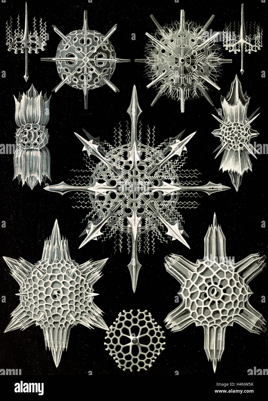 La figura mostra gli animali acquatici. Acanthophracta. - Wunderstrahlinge, 1 stampa : photomechanical ; foglio 36 x 26 cm., 1904. Foto Stock