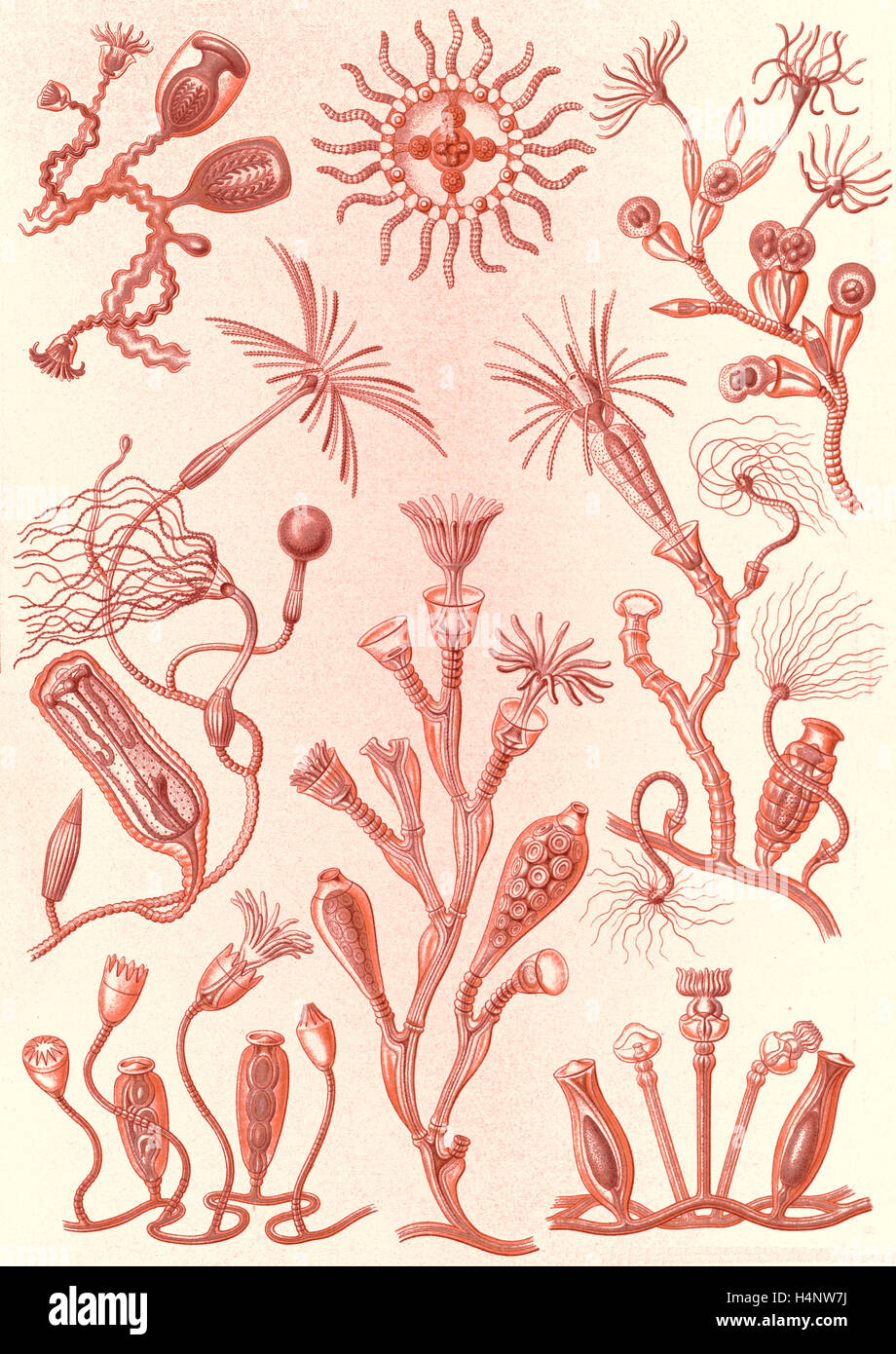 La figura mostra gli animali acquatici. Campanariae. - Glockenpolnpen, 1 stampa : Litografia a colori ; foglio 36 x 26 cm., 1904. Foto Stock