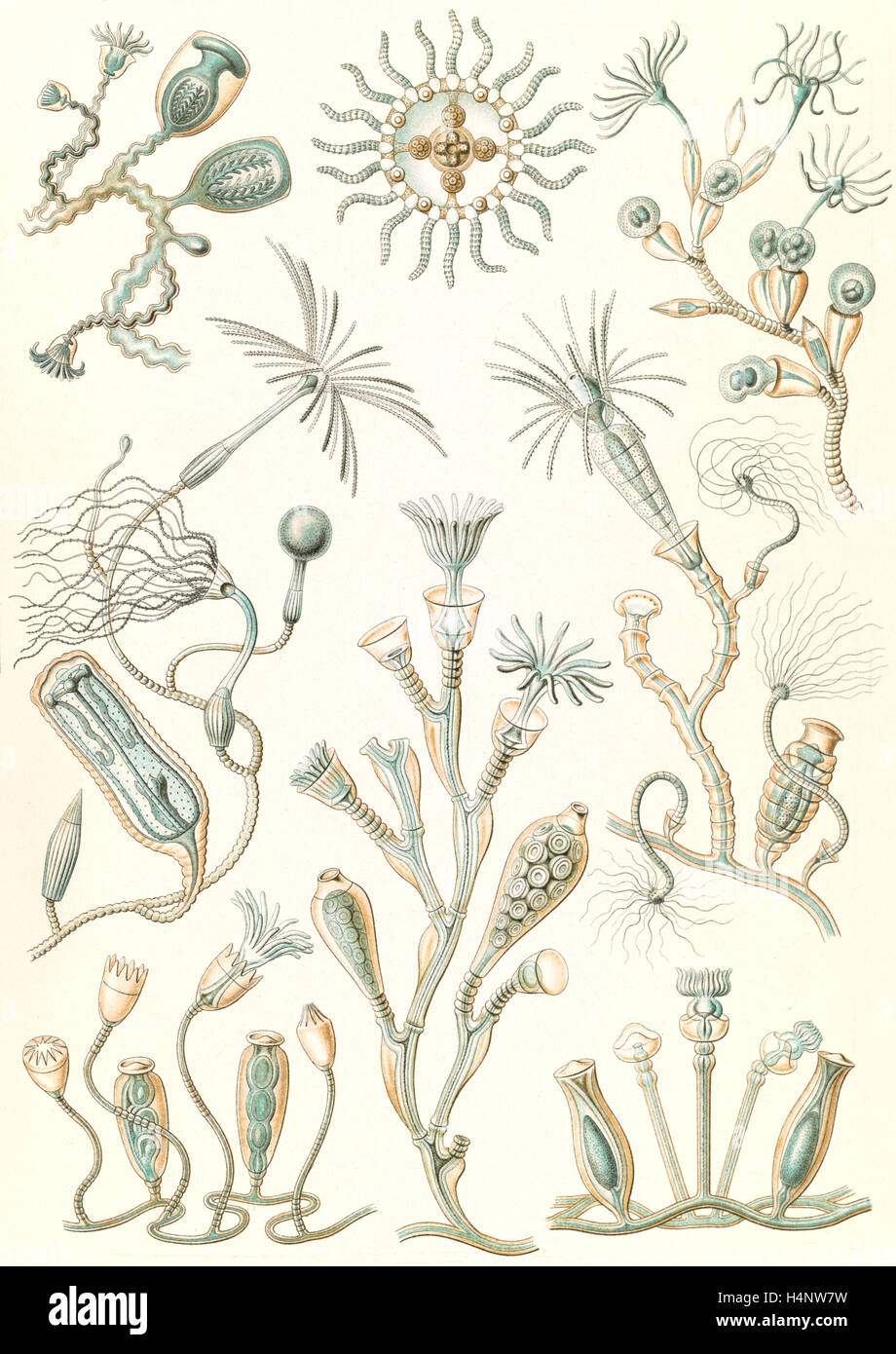 La figura mostra gli animali acquatici. Campanariae. - Glockenpolnpen, 1 stampa : Litografia a colori ; foglio 36 x 26 cm., 1904. Foto Stock