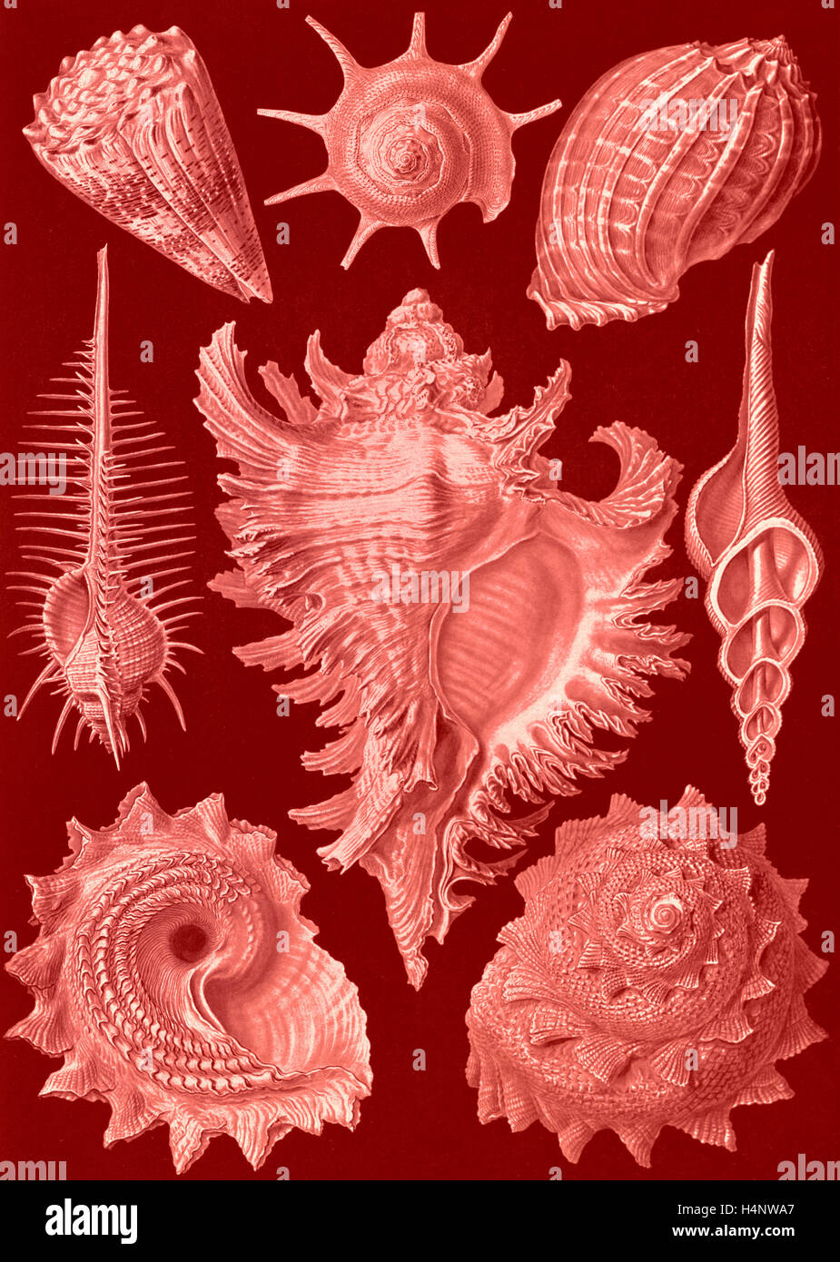 Illustrazione mostra acquatiche e terrestri di lumache. Prosobranchia. - Dorderkiemen-Schnecken, 1 stampa : photomechanical Foto Stock