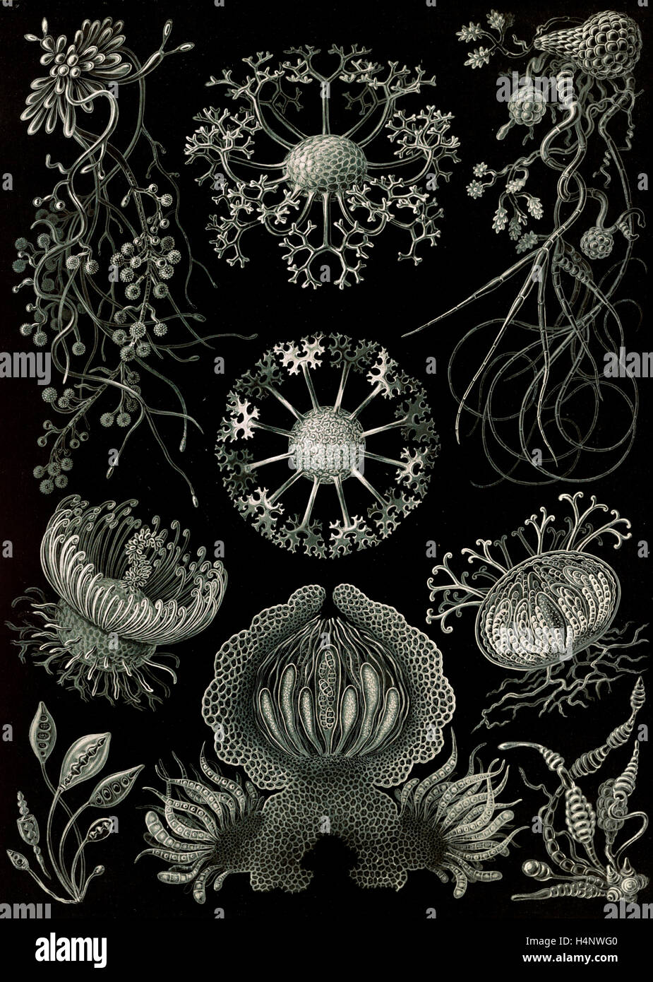 Illustrazione mostra funghi. Ascomycetes. - Schlauchpilze, 1 stampa : photomechanical ; foglio 36 x 26 cm., 1904. Ernst Haeckel Foto Stock