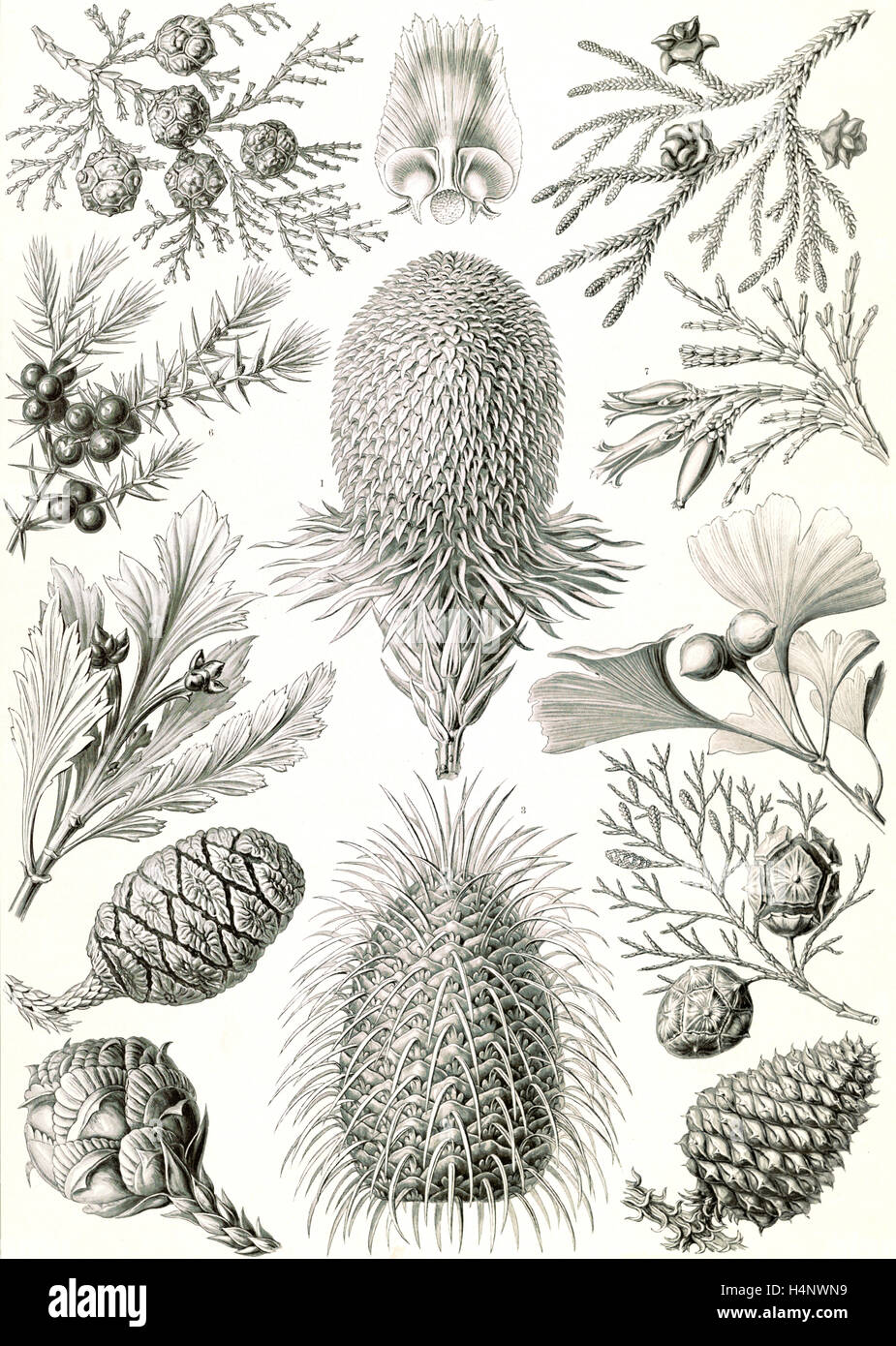 La figura mostra le conifere. Coniferae. - Bapfenbäume, 1 stampa : photomechanical ; foglio 36 x 26 cm., 1904. Ernst Haeckel Foto Stock
