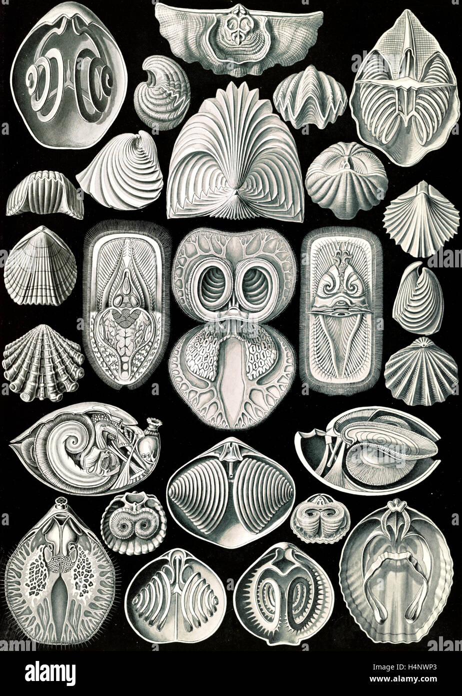 La figura mostra gli animali marini. Spirobranchia. - Spiralkiemer, 1 stampa : photomechanical ; foglio 36 x 26 cm., 1904. Foto Stock
