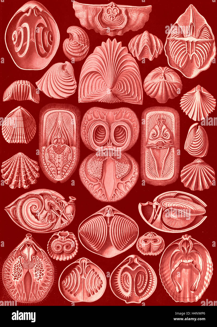 La figura mostra gli animali marini. Spirobranchia. - Spiralkiemer, 1 stampa : photomechanical ; foglio 36 x 26 cm., 1904. Foto Stock