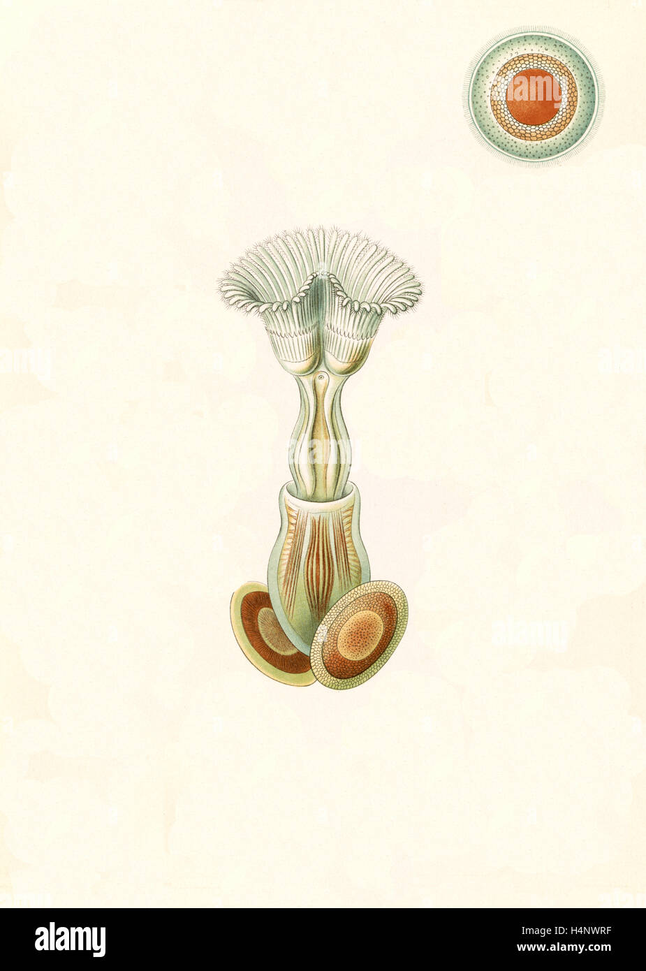 La figura mostra gli invertebrati acquatici. Briozoi. - Moostiere, 1 stampa : Litografia a colori ; foglio 36 x 26 cm., 1904. Foto Stock