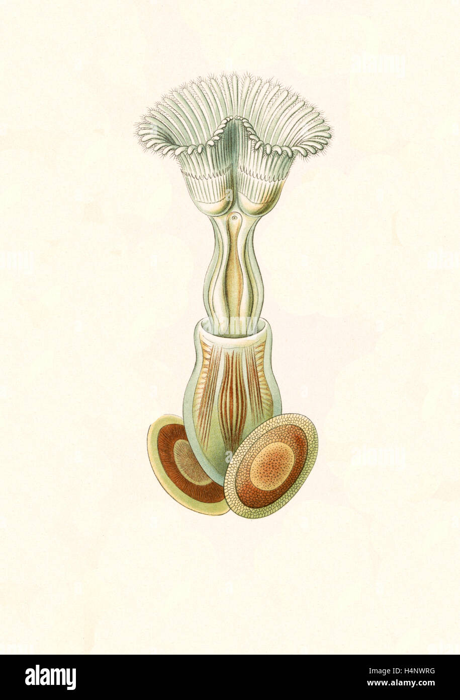 La figura mostra gli invertebrati acquatici. Briozoi. - Moostiere, 1 stampa : Litografia a colori ; foglio 36 x 26 cm., 1904. Foto Stock