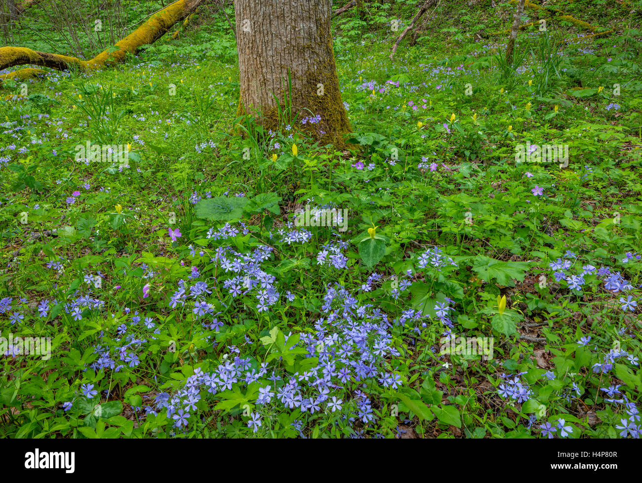 Parco Nazionale di Great Smoky Mountains, Tennessee: Blu selvaggio (phlox Phlox divaricata) e giallo (trillium Trillium luteum) bloomin Foto Stock