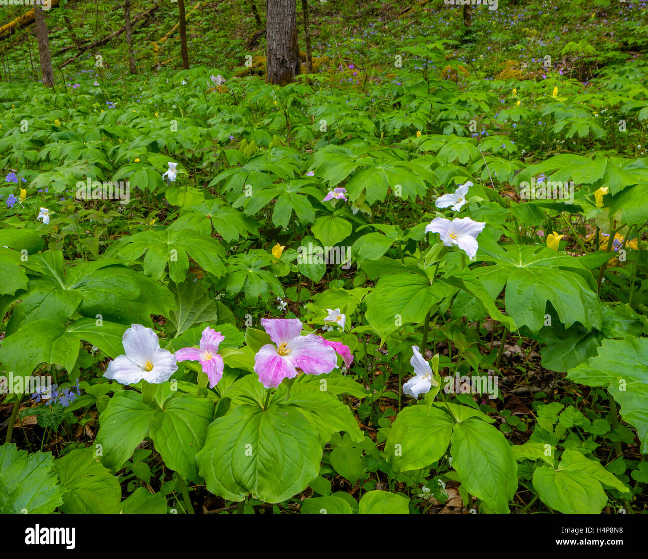Parco Nazionale di Great Smoky Mountains, Tennessee: Trillium (Trillium grandiflorum) con mayapples (Podophyllum peltatum), Foto Stock