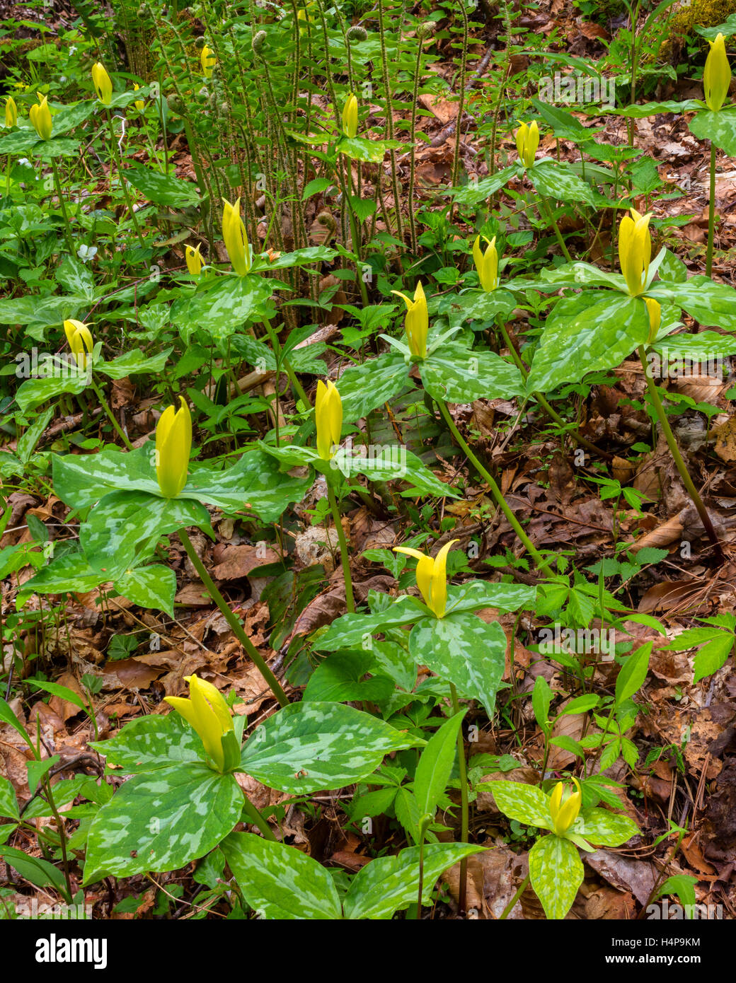Parco Nazionale di Great Smoky Mountains, Tennessee: Giallo trillium (Trillium luteum) in fiore nel sottobosco della foresta Foto Stock
