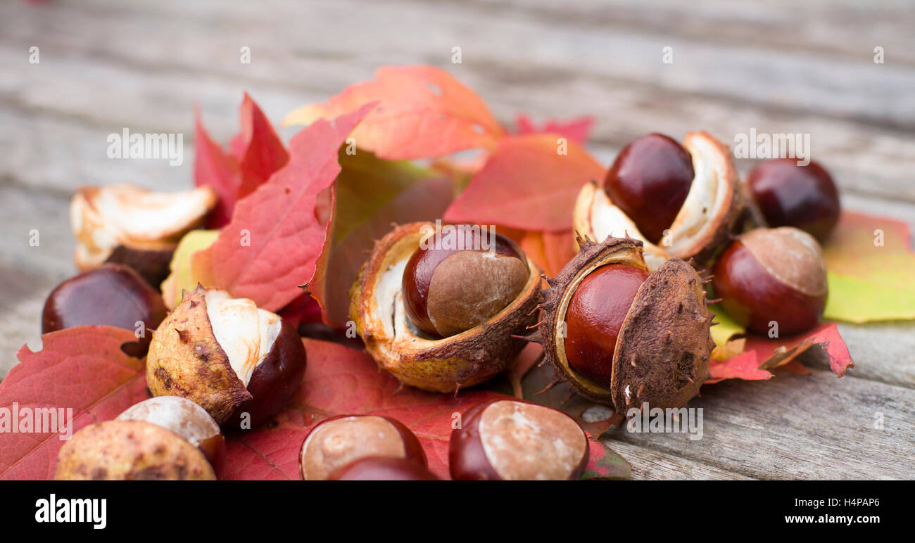 Ippocastani con foglie di autunno Foto Stock