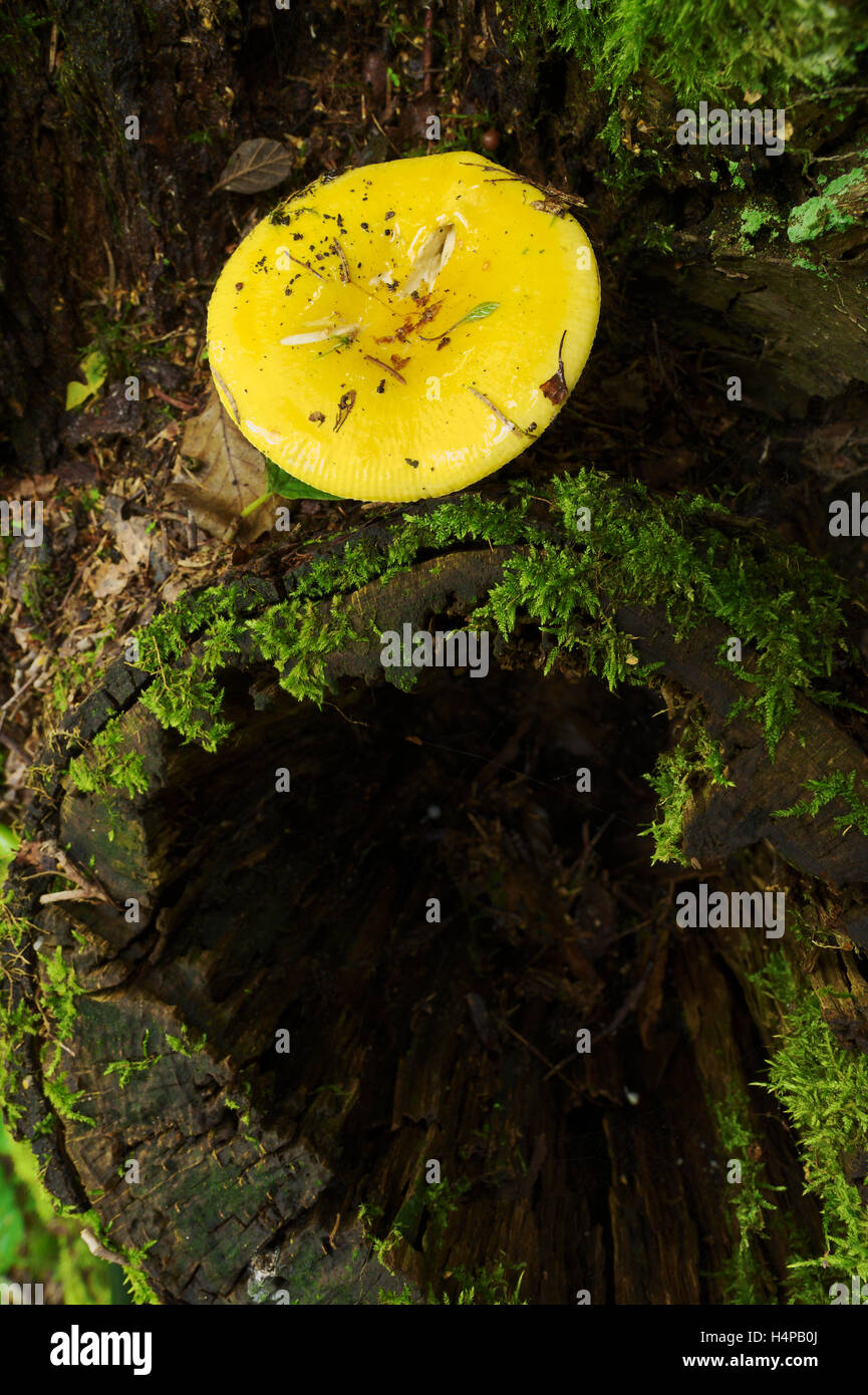 Unico Fungo giallo che cresce su marcio ceppo di albero. Russula claroflava, comunemente noto come il giallo russula swamp. La Polonia. Foto Stock